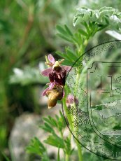 Офрис кавказская 002